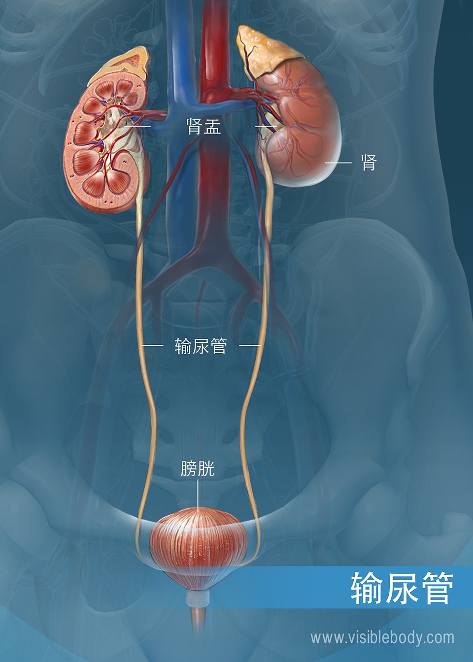 从肾脏走行至膀胱的输尿管